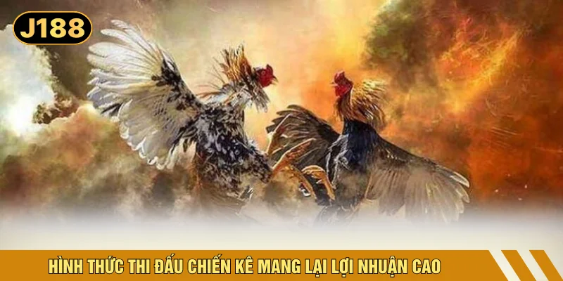 Hình thức thi đấu chiến kê mang lại lợi nhuận cao